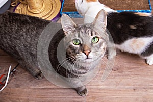 Felidae Cat with whiskers sitting on shelf photo