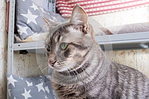 Felidae Cat with whiskers sitting on shelf photo