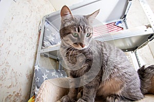 Felidae Cat with whiskers sitting on shelf photo