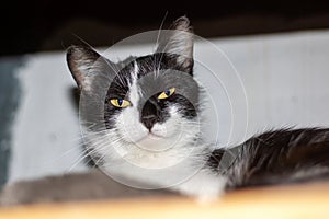 A Felidae feline with yellow eyes lounges on a tree photo