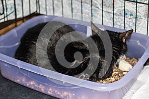 Felidae species cat lounging in a purple pet supply box
