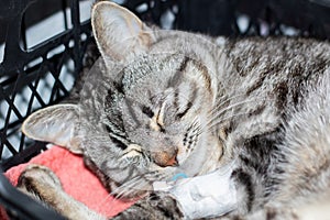 A Felidae with whiskers and claws sleeping in a crate with an IV in its mouth