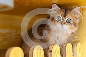 felinae british shorthair cat in her house