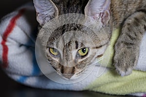 Feline, Adorable common cat hair tabby