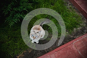 Feline animal pet siamese domestic cat walking outdoor on green grass