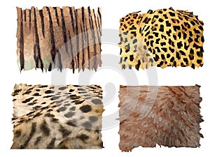 Feline animals fur patterns