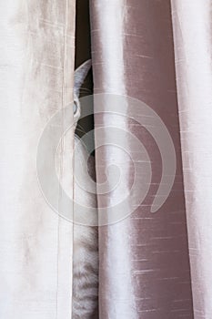 Feline behind curtains