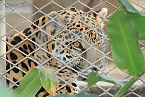 A feline behind the zoo bars.