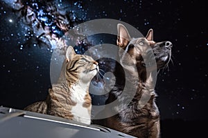 feline and canine astronauts surveying the vast starry skies with their spacecraft in the background