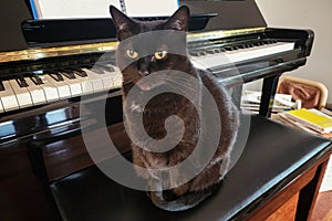 Feline cat Ivy with musical Piano keys and reading literature books