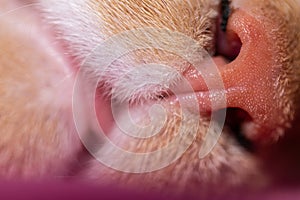 Feline cat nose macro. Tabby cat`s nose closeup. The focus on the cat`s nose is very clear. So clear that a full blister can be