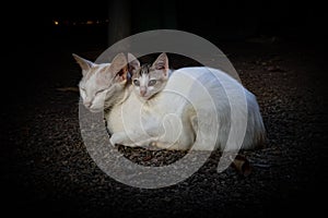 Feline catling family