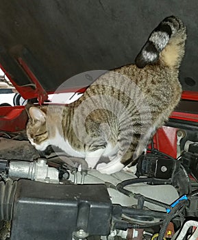 Feline engine inspector