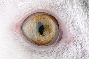 Feline eye