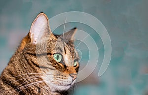 Feline face with green eyes, close-up. European Shorthair cat looks away. Background with cat and free space for