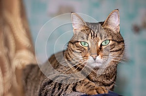 Feline face with green eyes, close-up. European Shorthair cat looks away. Background with cat and free space for