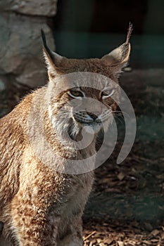 Feline family lynx animal funny smail
