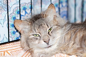 Feline Felidae with whiskers lounging in cage, gazing at camera