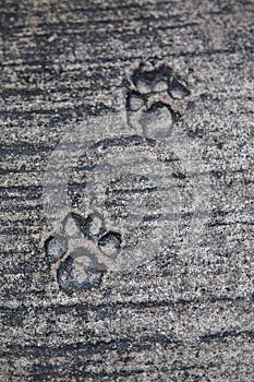 Feline footprints