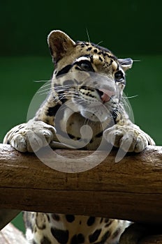 Feline, friendly animals at the Prague Zoo.