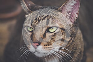 Feline Frustration: Close-Up of Annoyed Brown Tabby Cat