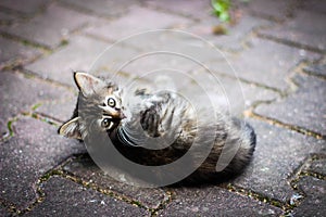 Feline fun, kitten with leaves, kitten playing in the street