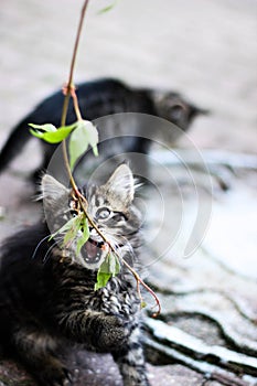 Feline fun, kitten with leaves, kitten playing in the street