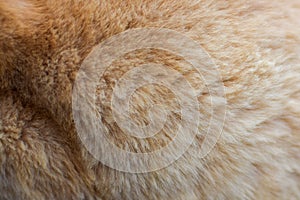 Feline fur texture background, fluffy shorn gently red