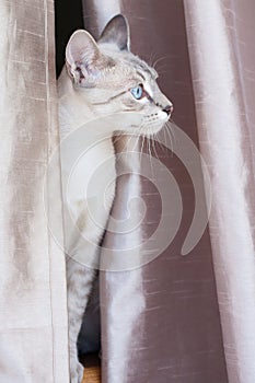 Feline head outside curtains