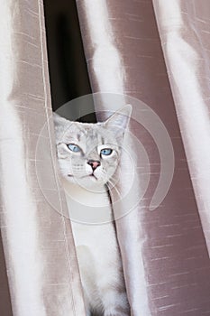 Feline head squeezed between curtains