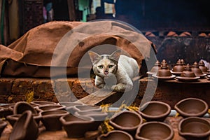 Feline hunting behaviour of cat. Location:- Mumbai Kumbharwada