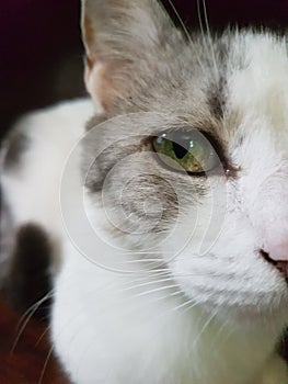 Feline look green color. Love cat photo