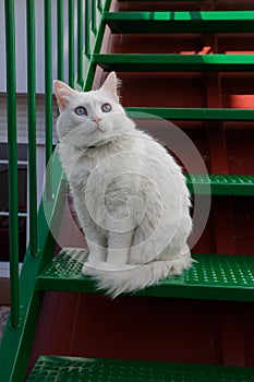 Feline look White cat with blue eyes