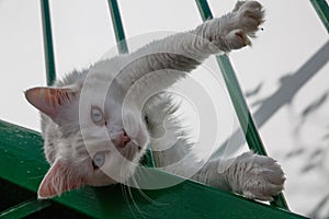 Feline look White cat with blue eyes