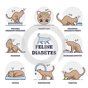Feline mellitus diabetes symptoms for chronic cat disease outline diagram photo