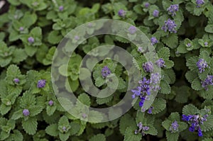 Feline mint variety with blue flowers