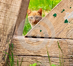 feline in moro cco africa and sweet face