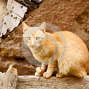 feline in morocco africa and sweet face