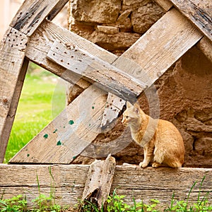 feline in morocco africa sweet face