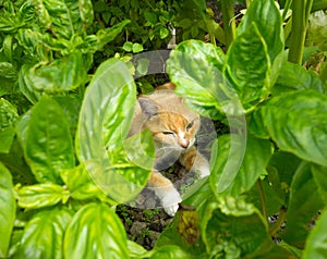 A feline pet dozing between tropical plants in the caribbean