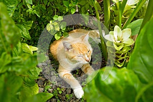 A feline pet dozing between tropical plants in the caribbean