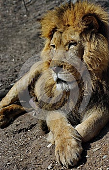 Feline portrait. Powerful male lion