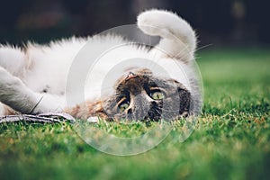 Feline princess relaxes in the grass and enjoys a relaxing lunch and warming sun. A domestic color cat with piercing green eyes