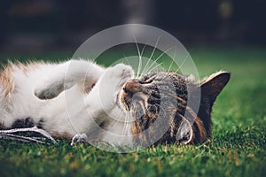 Feline princess relaxes in the grass and enjoys a relaxing lunch and warming sun. A domestic color cat with piercing green eyes