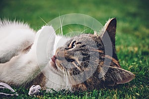 Feline princess relaxes in the grass and enjoys a relaxing lunch and warming sun. A domestic color cat with piercing green eyes