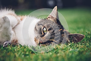 Feline princess relaxes in the grass and enjoys a relaxing lunch and warming sun. A domestic color cat with piercing green eyes