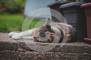 Feline princess relaxes in the grass and enjoys a relaxing lunch and warming sun. A domestic color cat with piercing green eyes