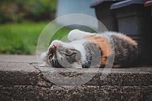 Feline princess relaxes in the grass and enjoys a relaxing lunch and warming sun. A domestic color cat with piercing green eyes