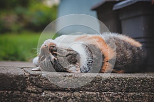 Feline princess relaxes in the grass and enjoys a relaxing lunch and warming sun. A domestic color cat with piercing green eyes