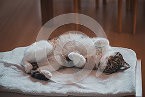 Feline princess relaxes on a white blanket and enjoys a relaxing lunch. A domestic colour cat with piercing green eyes squints